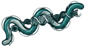 Borrelia sp.