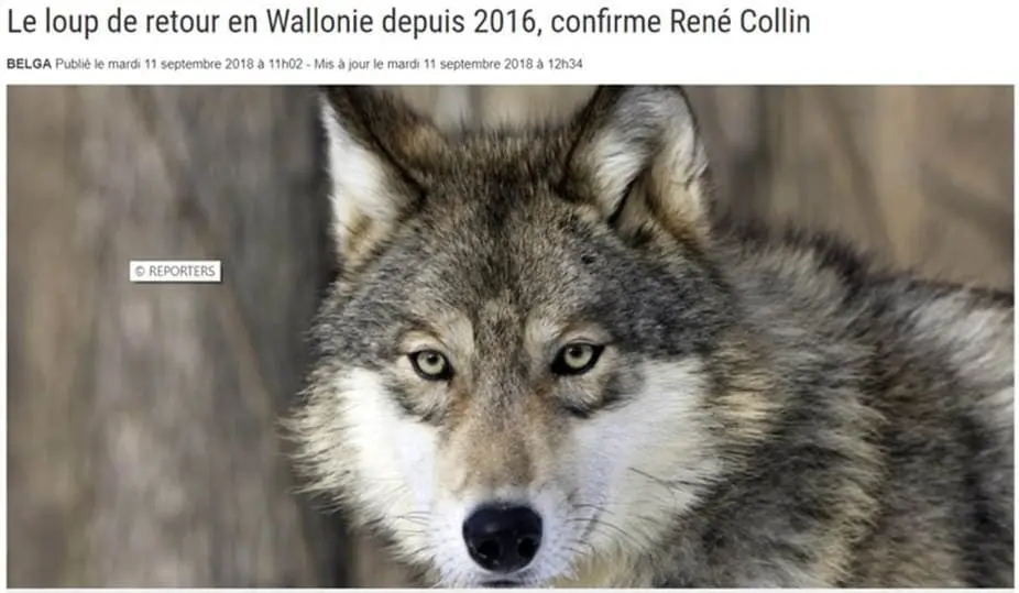 GeCoLab, laboratoire de référence wallon pour le loup