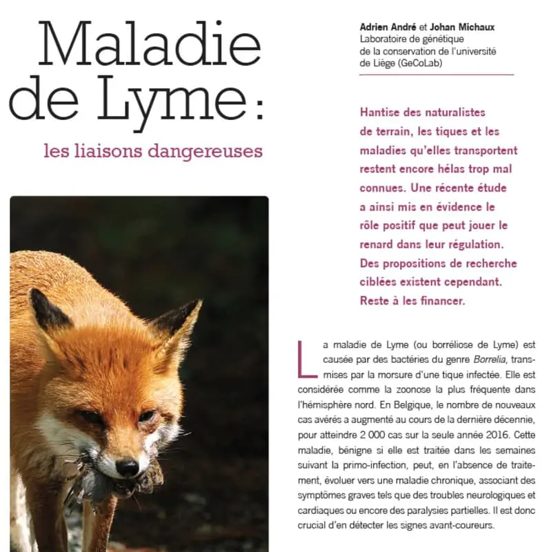 Renard et maladie de Lyme