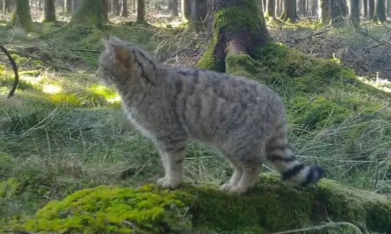 Chat forestier