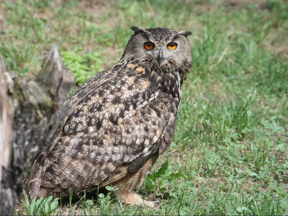 Hibou Grand Duc