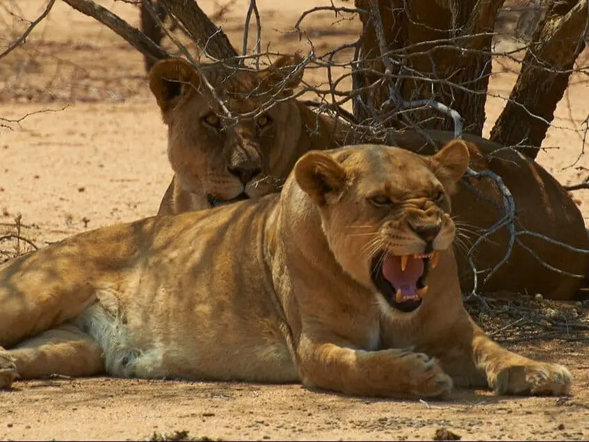 Lion d'Afrique