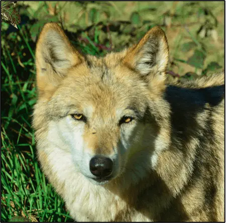 Suivi génétique du Loup