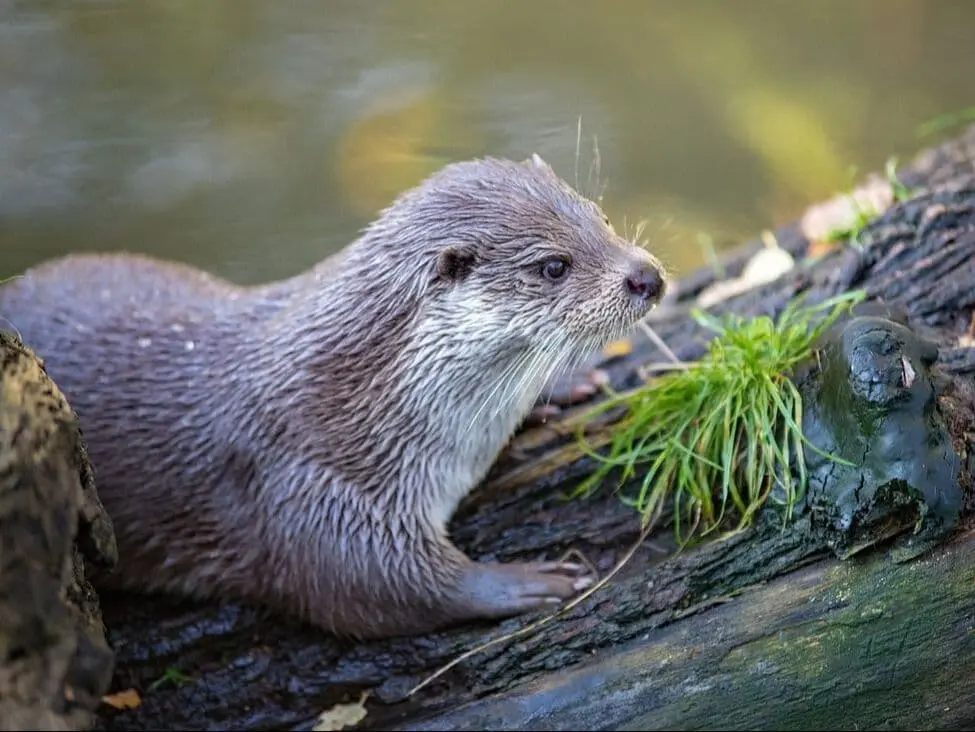 Loutre européenne