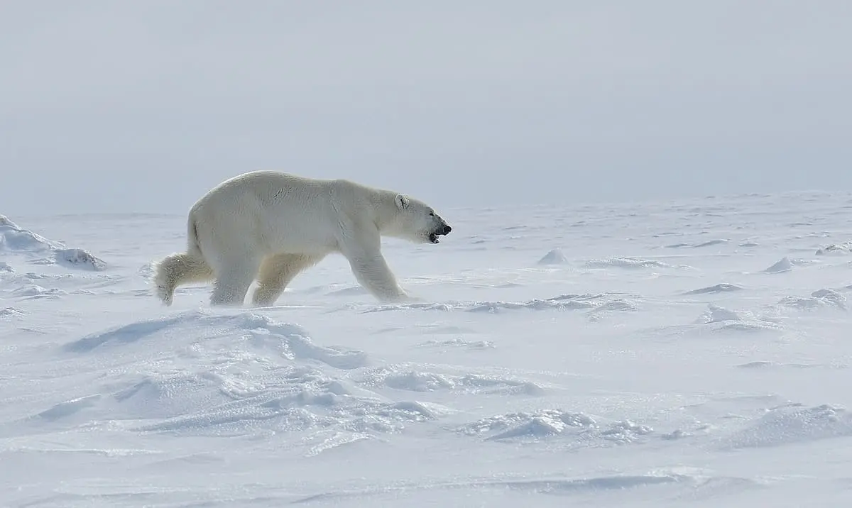 Ours polaire