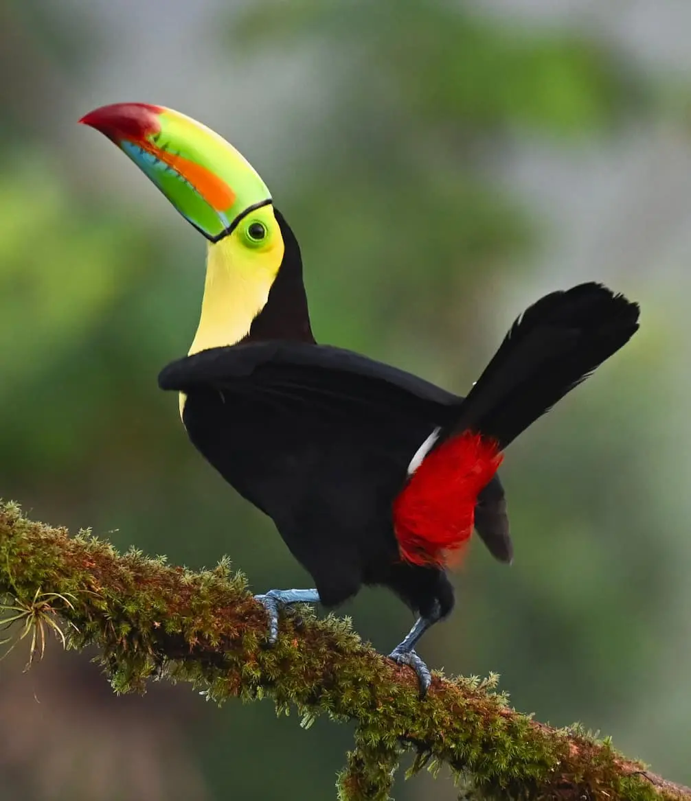 Toucan - Espèce étudiée